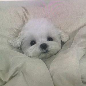 Meet your Posher, Jairo